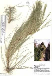 Pinus canariensis image