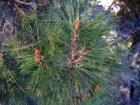 Image of Pinus herrerae