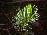 Pinus cembroides image