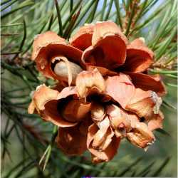 Image of Pinus edulis