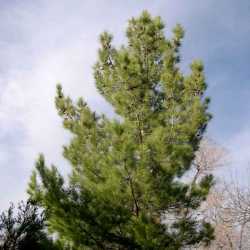 Image of Pinus eldarica