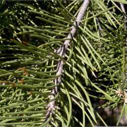 Image of Pinus monophylla