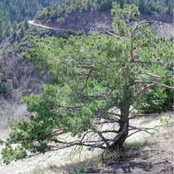 Image of Pinus sylvestris