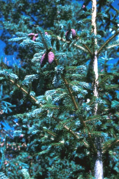 Pinaceae image