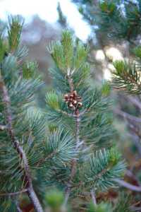 Image of Pinus discolor