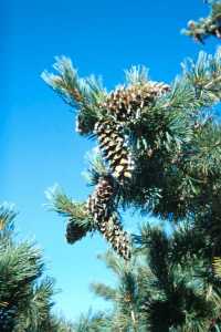Image of Pinus flexilis