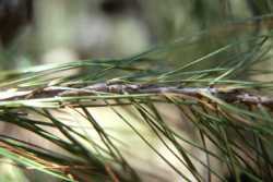 Image of Pinus leiophylla