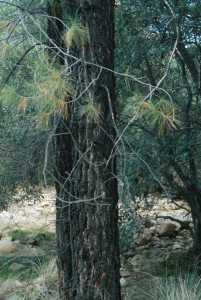 Pinus leiophylla image