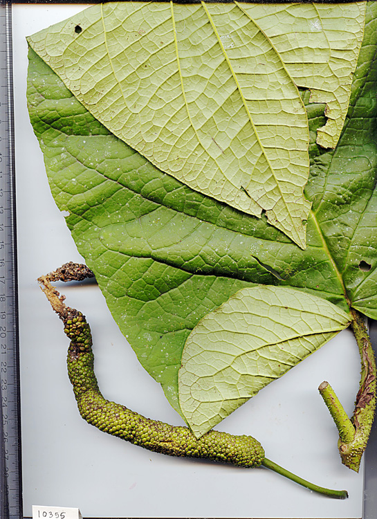 Piper biseriatum image