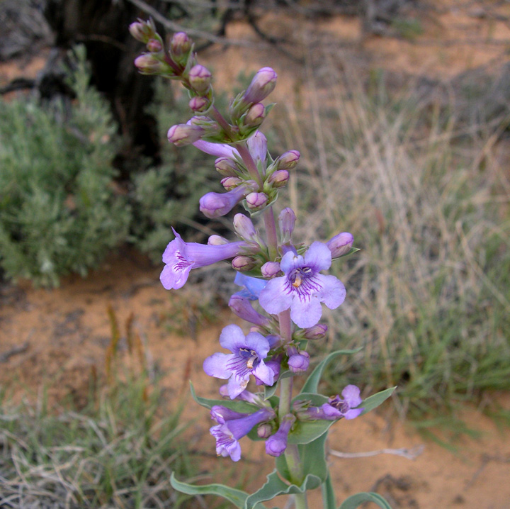 Penstemon angustifolius image