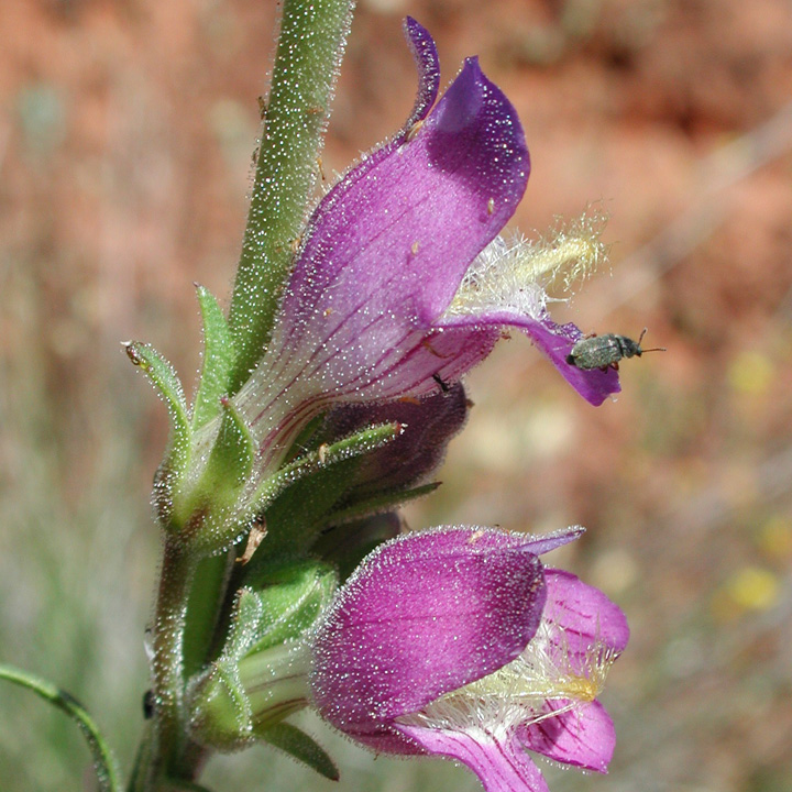 Penstemon ophianthus image