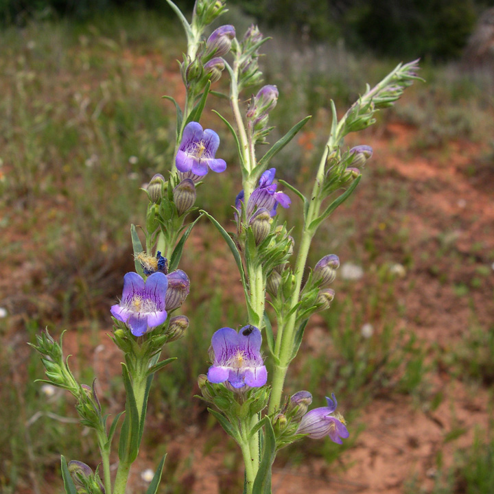 Penstemon ophianthus image