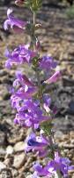 Penstemon lentus var. lentus image