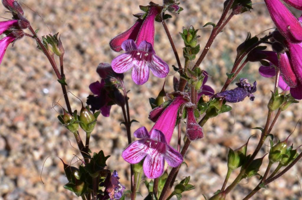 Penstemon triflorus image