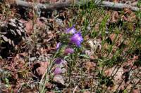 Penstemon comarrhenus image