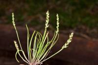 Plantago heterophylla image