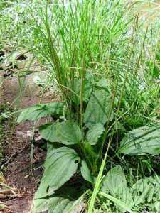 Plantago major image