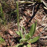 Image of Plantago rhodosperma