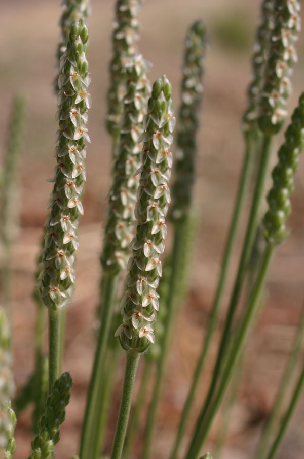 Plantago wrightiana image