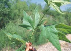 Platanus wrightii image