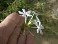 Plumbago zeylanica image