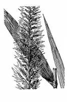 Setaria liebmannii image