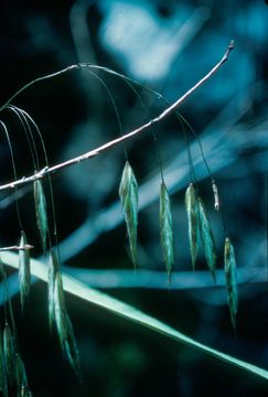 Bromus anomalus image