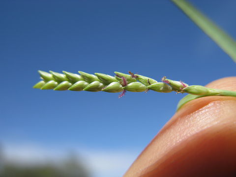 Panicum jubiflorum image