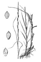 Paspalidium philippianum image