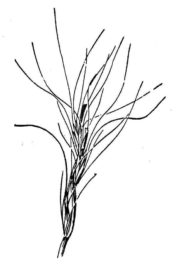 x Pseudelymus saxicola image