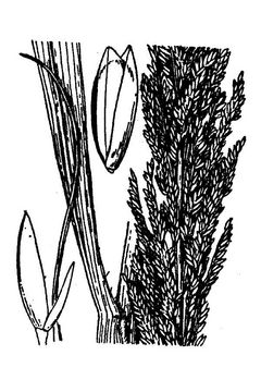Sporobolus domingensis image