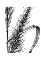 Image of Setaria villosissima