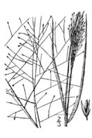 Image of Sporobolus texanus