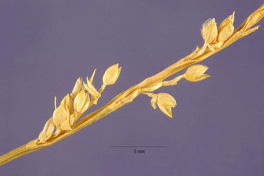 Paspalidium image