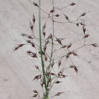 Image of Stipa hymenoides