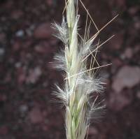 Pappostipa speciosa image