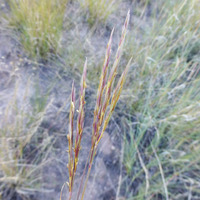 Andropogon hallii image