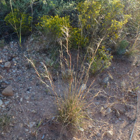 Aristida purpurea image