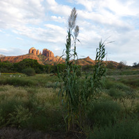 Arundo donax image