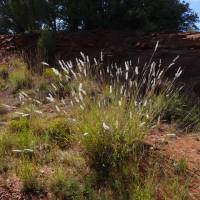 Bothriochloa barbinodis image