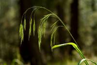 Bromus ciliatus image