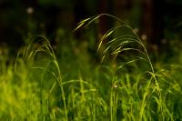 Image of Bromus frondosus