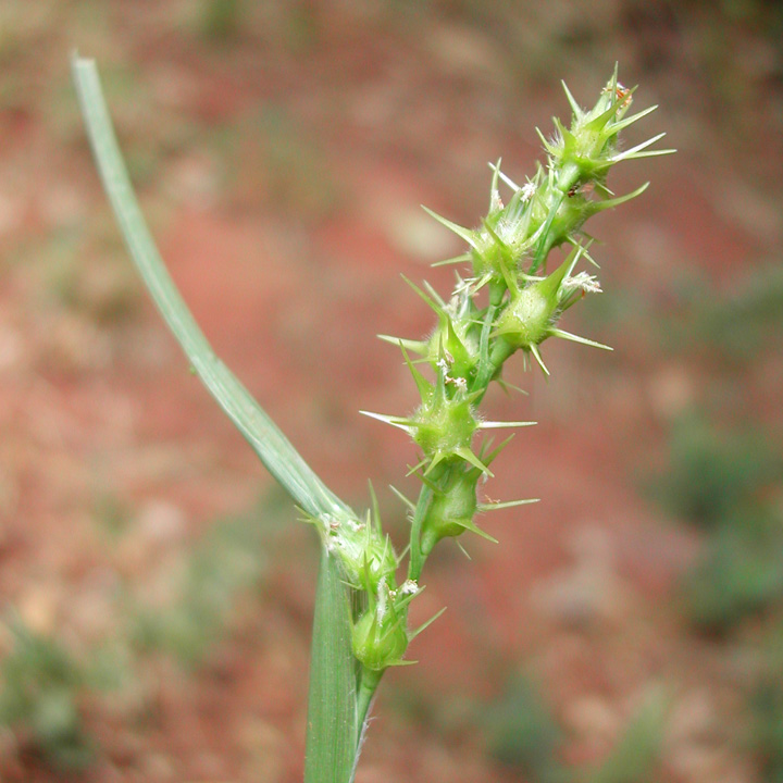 Cenchrus spinifex image