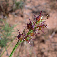 Cenchrus spinifex image