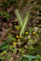 Hordeum murinum image