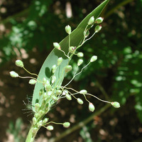 Image of Dichanthelium oligosanthes