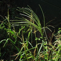 Image of Digitaria sanguinalis