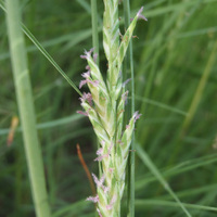 Distichlis spicata image