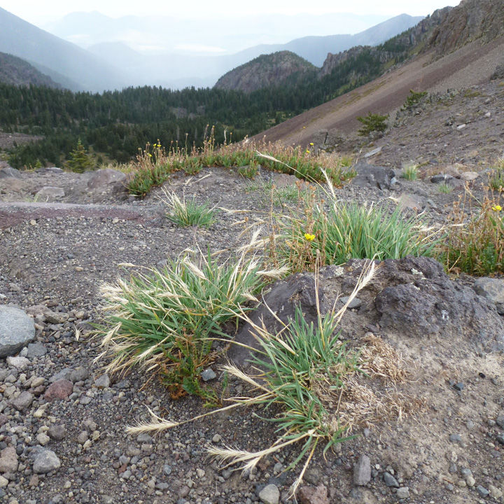 Elymus scribneri image