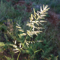 Image of Eragrostis megastachya